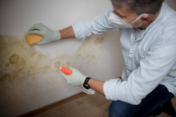 Best Industrial Mold Remediation in Breckenridge, CO