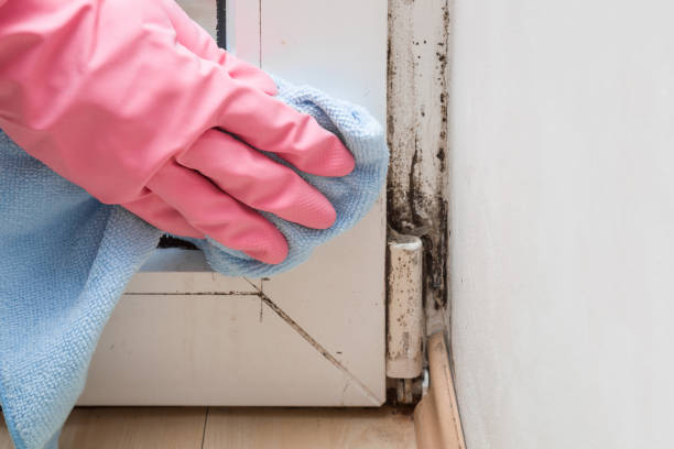 Professional Mold Remediation in Breckenridge, CO